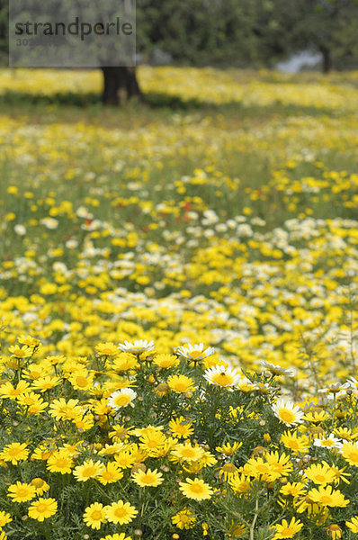 Spanien  Mallorca  Wiese  Girlande Chrysantheme (Chrysanthemum coronarium)