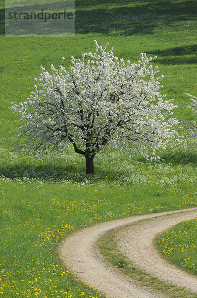 Schweiz  Blühender Kirschbaum am Feldweg