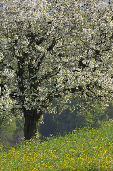 Schweiz  Kirschblüte im Feld  Nahaufnahme
