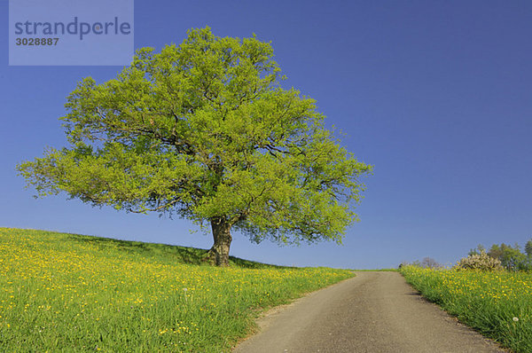 Switzerland  Oak tree in field