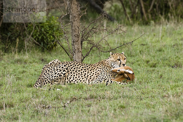 Gepard (Acinonyx jubatus) mit Beute im Maul  Kenia  Afrika