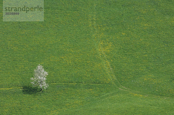 Schweiz  Kirschbaum im Feld  erhöhte Ansicht