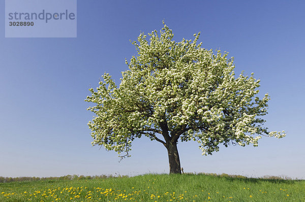 Germany  Bavaria  Pear tree in spring time