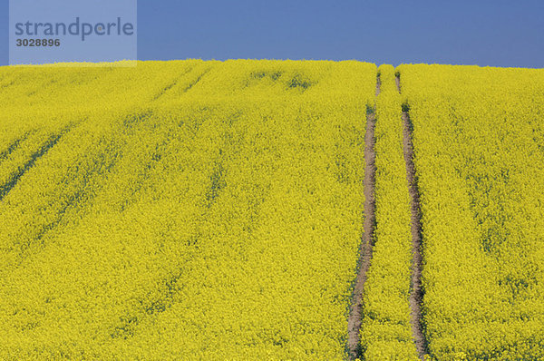 Germany  Mecklenburg-Western Pomerania  Track in rape field