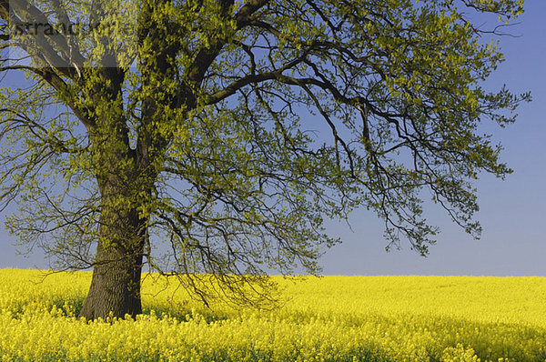 Germany  Mecklenburg-Western Pomerania  Oak tree (Quercus spec.) in rape field