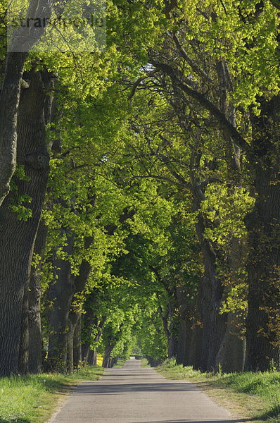 Germany  Mecklenburg-Western Pomerania  Oak tree lined field path