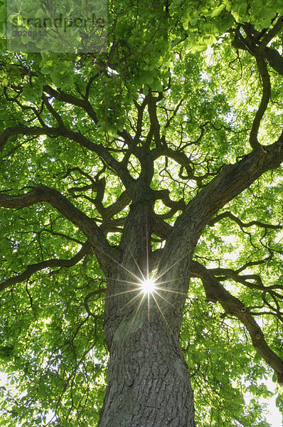Deutschland  Mecklenburg-Vorpommern  Kastanienbaum (Aesculus hippocastanum) mit Sonne und Sonnenstrahlen  Tiefblick
