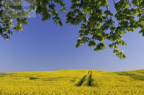 Germany  Mecklenburg-Western Pomerania  Track in rape field