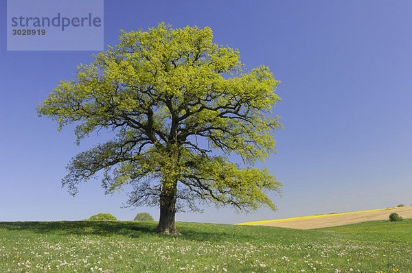 Germany  Mecklenburg-Western Pomerania  Oak tree (Quercus spec.) in meadow