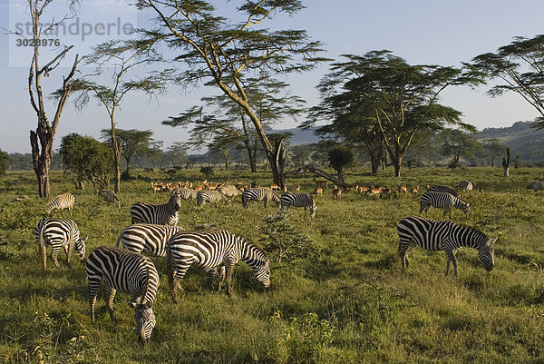 Herde Steppenzebras (Equus quagga) und Impalas (Aepyceros melampus)  Kenia  Afrika