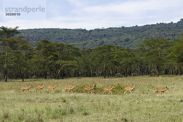 Herde weiblicher Impalas (Aepyceros melampus)  Lake Nakuru Nationalpark  Kenia