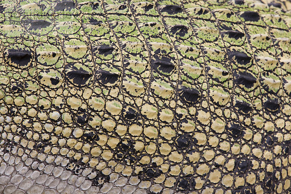 Schuppen des Salzwasserkrokodils (Crocodylus porosus)  Vollbild