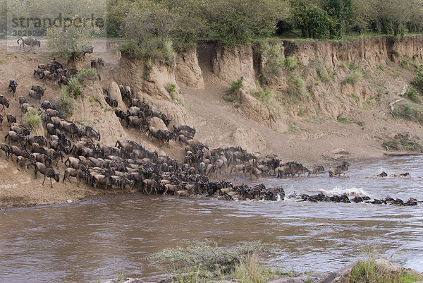 Herde Streifengnus (Connochaetes taurinus) überqueren einen Fluss  Masai Mara Nationalpark  Kenia