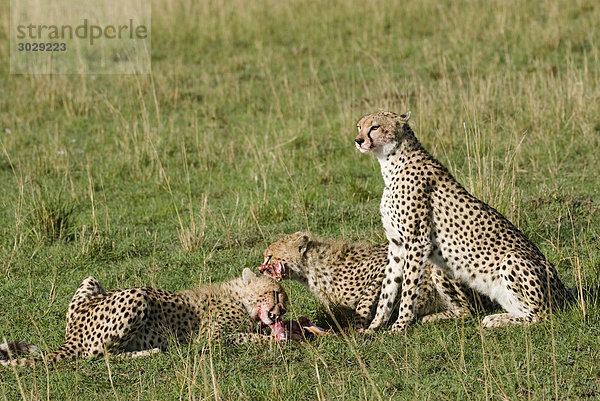 Gepard (Acinonyx jubatus)  Kenia  Afrika