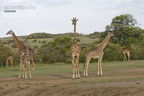 Masai Giraffen (Giraffa camelopardalis tippelskirchi)  Kenia  Afrika