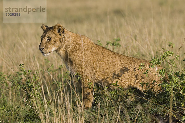 Junger Löwe (Panthera leo)  Kenia  Afrika  Seitenansicht