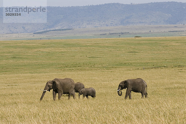 Afrikanische Elefanten (Loxodonta africana)  Masai Mara Nationalpark  Kenia