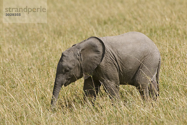 Junger Afrikanischer Elefant (Loxodonta africana)  Kenia  Afrika  Seitenansicht