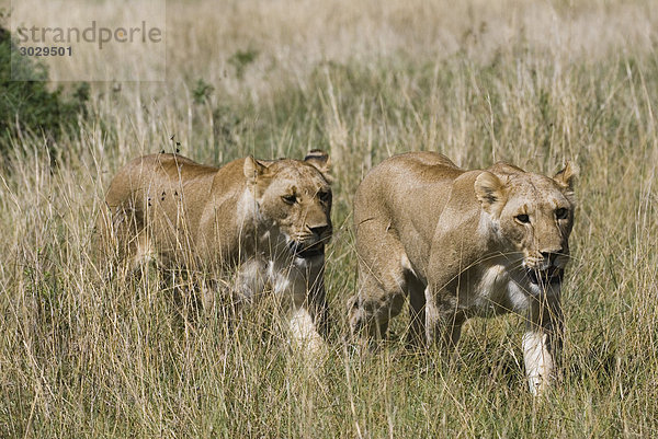 Zwei Löwen (Panthera leo) im hohen Gras  Kenia  Afrika