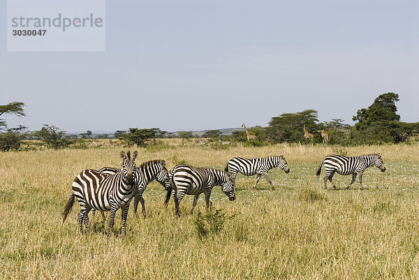 Herde Steppenzebras (Equus quagga) auf einer Wiese  Kenia  Afrika