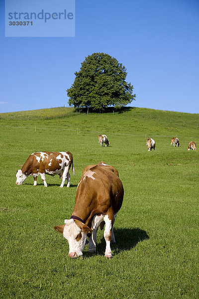 Kühe auf Weide  Allgäu  Deutschland