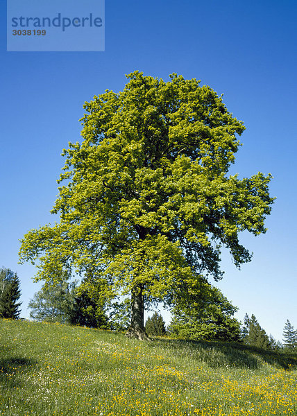 Grüner Baum in Landschaft