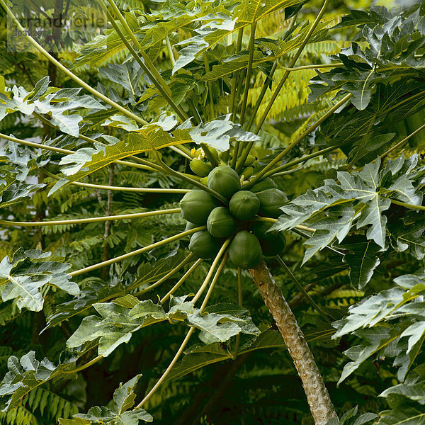Papaya Baum