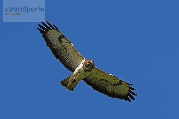 Fliegender Mäusebussard (Buteo buteo)  Froschperspektive