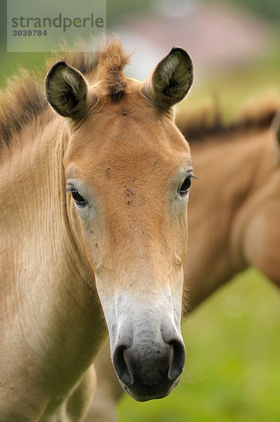 Przewalskipferd  Equus przewalskii  Porträt  Bayrischer Wald  Deutschland