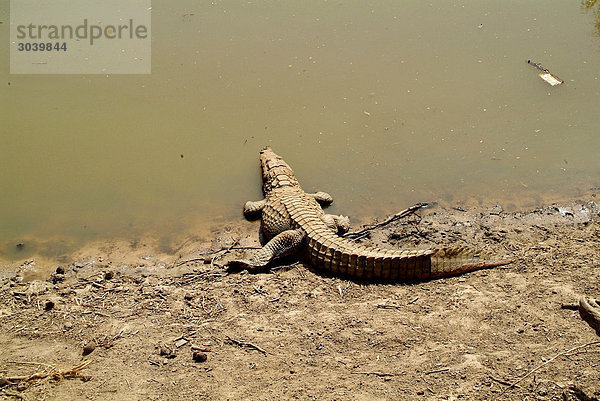 Krokodil am Ufer eines trüben Sees nahe des Ortes Songho  Mali  erhöhte Ansicht