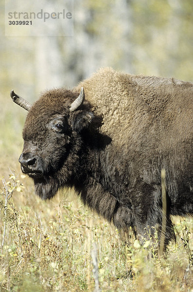 Präriebison (Bison bison bison)  Alberta  Kanada  Seitenansicht