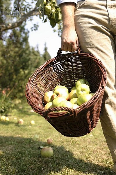 Mann mit Apfelkorb bei der Ernte