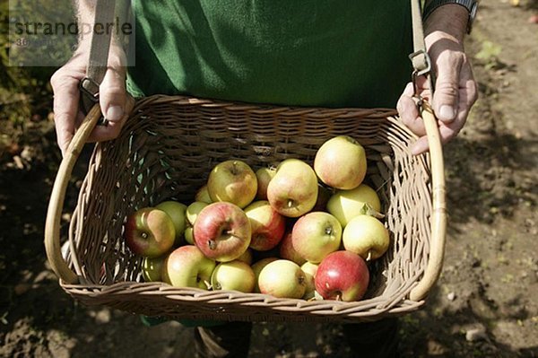 Mann zeigt Apfelkorb bei der Ernte