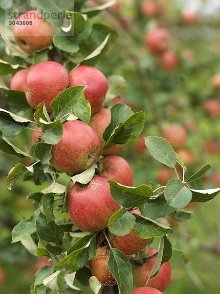 Reife Äpfel am Baum zur Erntezeit