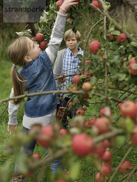 Mädchen pflückt Äpfel  während der Junge zuschaut.