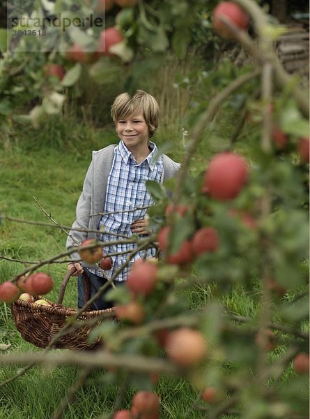 Junge pflückt Äpfel zur Erntezeit