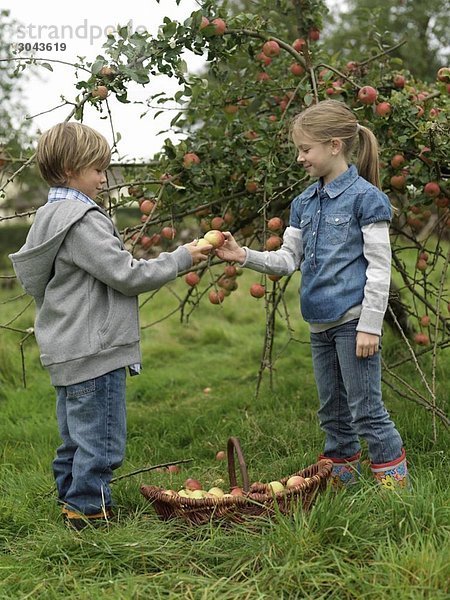 Mädchen und Junge halten Äpfel mit Korb