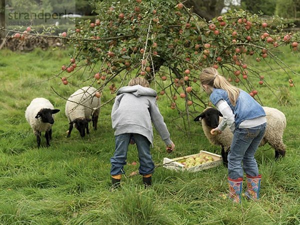 Mädchen und Junge pflücken Äpfel mit Schafen