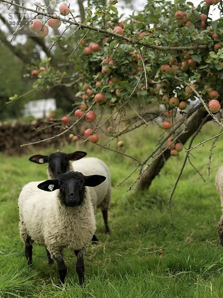 Schaf unter Apfelbaum