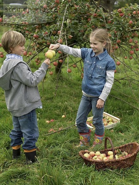 Mädchen und Junge pflücken gemeinsam Äpfel