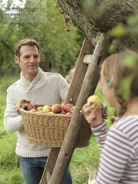 Mann sieht das Mädchen an  während er Äpfel pflückt.