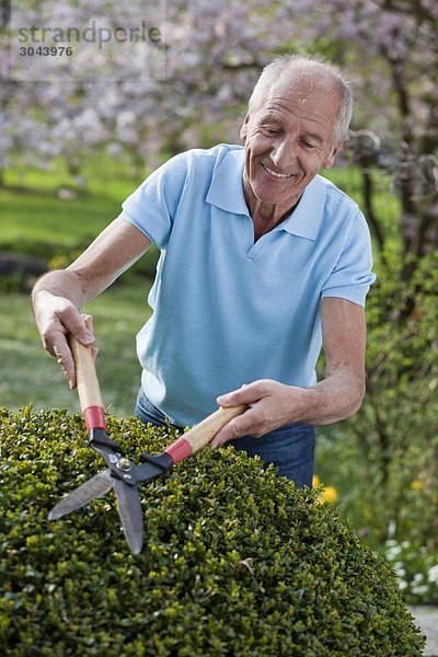 alter Mann  der Hecke schneidet