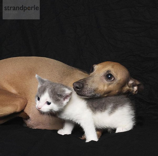 Kätzchen und Hund auf schwarzem Hintergrund