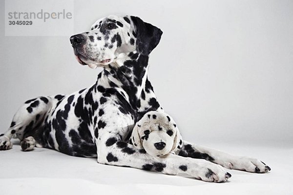 Erwachsener Dalmatiner mit Plüschhund