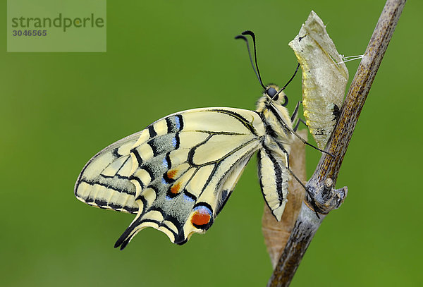 Frisch geschlüpfter Schwalbenschwanzfalter (Papilio machaon) auf Stengel sitzend  Seitenansicht