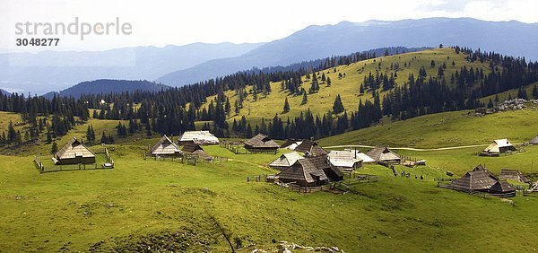 Slowenien  Gorenjska Region  Julischen Alpen  Velika Planina  Bauernhof: Kühe auf der Weide