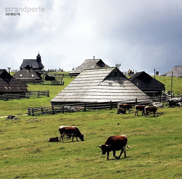 Slowenien  Gorenjska Region  Julischen Alpen  Velika Planina  Bauernhof: Kühe auf der Weide