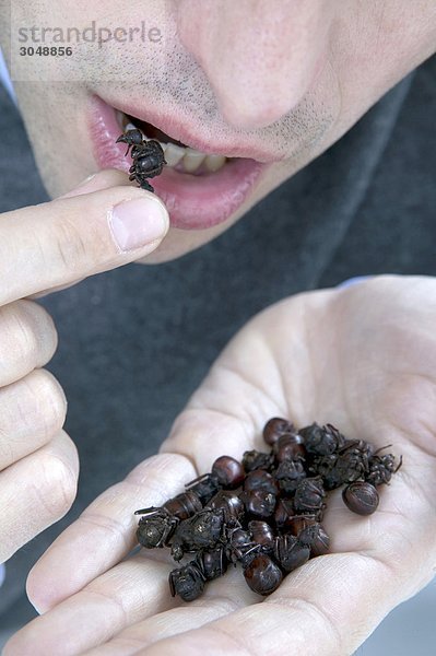Mann eating giant geröstetem Ameisen