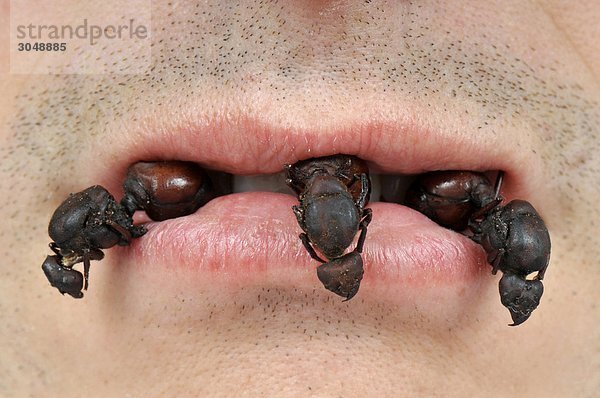 Mann eating Ameisen
