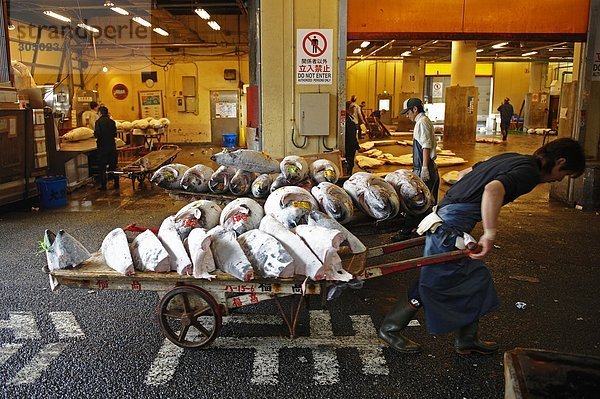 Japan  Tokio  gefroren Thunfisch in der Tsukiji-Fischmarkt